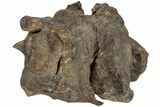 Hadrosaur (Brachylophosaurus?) Sacrum w/ Metal Stand - Montana #227751-2